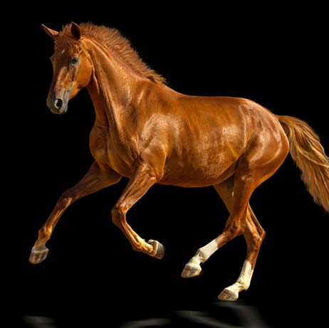 Muskulatur und Faszien der Pferde