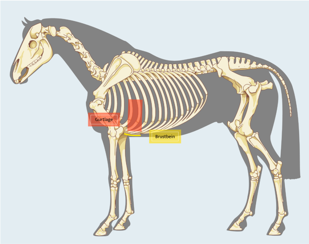 Anatomie und Skelett eines Pferdes mit Markierung Brustbein und Gurtlage