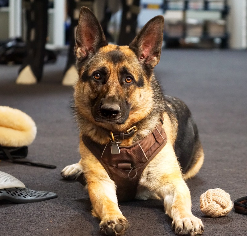 Schäferhund im Kavalkade Büro