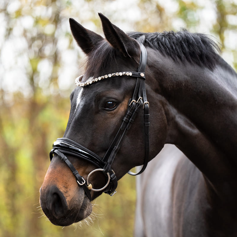 Dunkelbraunes Pferd mit Trense aus DE-EU-Leder