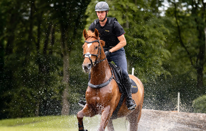 Rotbraunes Pferd mit Reiter galoppiert durch den Wald
