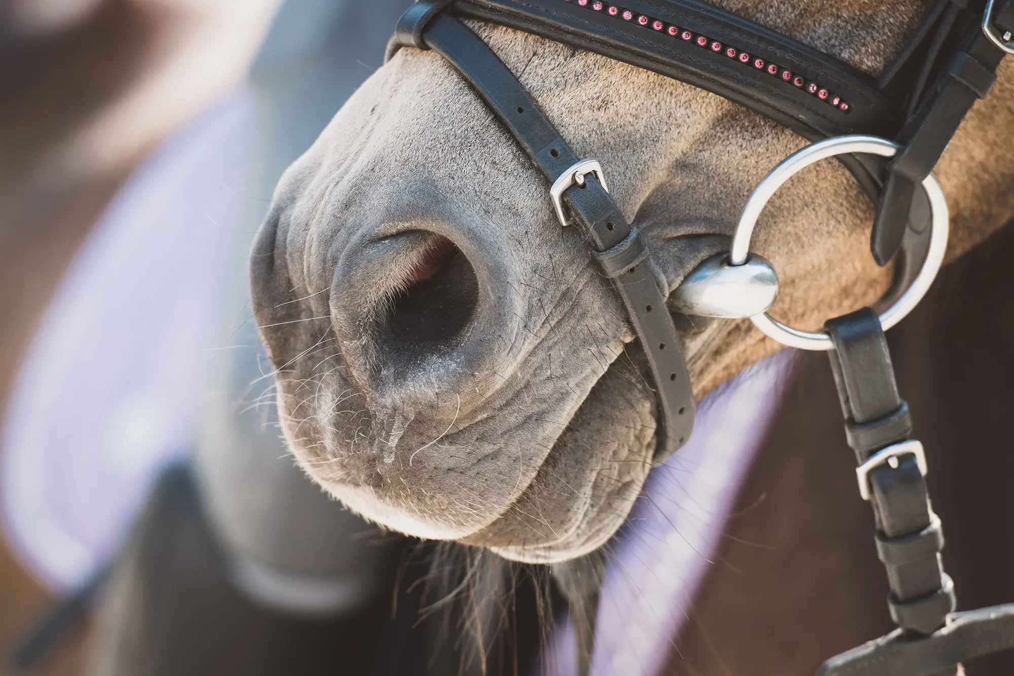 Pferdemaul mit Trense und Gebiss