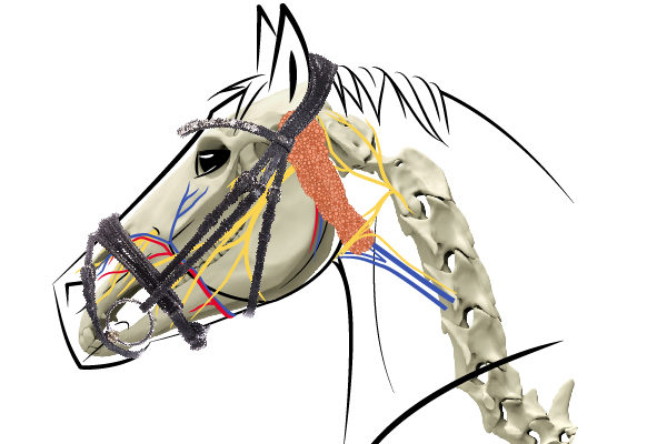 Pferdekopf mit Skelett, Nervenbahnen und Trense